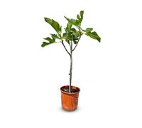 Sunnytree - Figuier - Arbre fruitier - Ficus Carica - Figue douce comestible - 80/100 cm - Résistant au froid jusqu'à -18