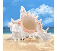 SUNOYA Grands Coquillages Naturels, 18-20 cm, Ornements Naturels Shell, Décoration de Maison, Bricolage