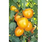 Sunray Graines de tomate - peigne. S/H - Voir notre boutique pour 800 sortes de graines de variétés anciennes!