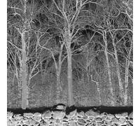 Sunshine And Balance Beams