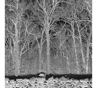 Sunshine and Balance Beams - Vinyle Transparent