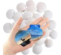 Suoumwa 30 Pcs de Pétoncle Naturelles 2 à 3 Pouces de Coquillons Blancs pour L'Artisanat de la Peinture Bricolage et de L'Océan Summer Beach Wedding Home