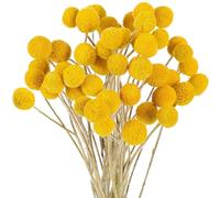 Suoumwa Boules de Séchées, Fleurs Séchées de Craspedia, Fausse Fleur en Soie Séchée