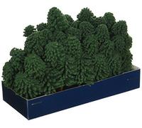 Super Scenic Tree, Evergreen 1-2 (55)