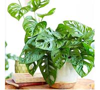 Superbe Monstera obliqua Monstera Monkey Leaf Plante verte d'intérieur 20-30 cm En pot