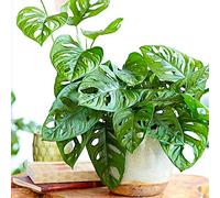 Superbe Monstera obliqua Monstera Monkey Leaf Plante verte d'intérieur 20-30 cm En pot