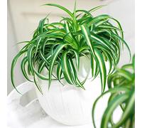 Superbe Plante d'Intérieur Chlorophytum Chevelu "Bonnie" Phalangère Retombante vert