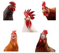 SUPERDANT Sticker Mural Tête de Coq Coloré Art Mural de Style Réaliste Stickers Muraux Mignons de Volaille Peel And Stick Stickers Muraux Amovibles pour Salle de Jeux Ferme Poulailler Zoos