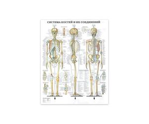 Supkan ffiche Murale d'anatomie Humaine Impression de Squelette Muscle Medical Education Canvas Peinture HD Imprimer des Images décoration Maison Moderne(WY017-2,80x120cm Unframed)