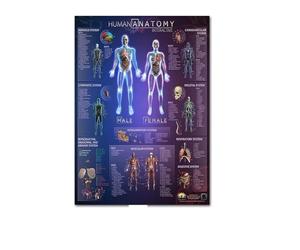 Supkan natomie Humaine Muscles système Art Affiche Impression Corps Carte Soie Mur Photos for l'éducation médicale décor à la Maison Nouveau(52)