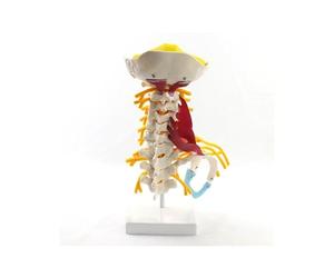 Supkancl 1:1 Grandeur Nature vertèbres cervicales Corps vertébral Rachis Cervical modèle nerveux Anatomie Humaine moelle épinière Squelette