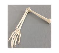 Supkancl 1:1 modèle d'os Humain Adulte Bras du Membre supérieur os et Rayon Main Sciences médicales école Fournitures d'enseignement