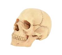 Supkancl 1:2 4D Couleur Primaire crâne os Amovible 15 pièces Squelette modèle Anatomie Humaine modèles anatomiques médicaux