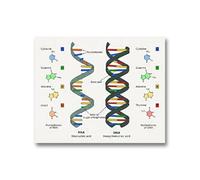Supkan DN Humain et ARN Toile Impression Science Affiche biologie Mur Art Photo Code génétique Chimie Peinture Professeur Cadeaux dortoir décor(1,A5 15x21 cm No Frame)