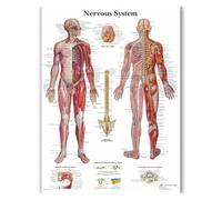 Supkan ffiche d'art Mural Images du système nerveux modulaire HD Toile Anatomie imprimée Peinture de l'éducation médicale Décoration Salon(30x42cm No Frame)