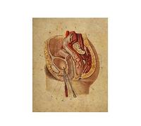 Supkan ffiche des Femmes génitales d'anatomie, Chirurgie Anatomy Système reproducteur Impression gynécologie Art Illustration Medical Clinic Decorati(3,70x100cm Canvas)