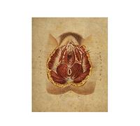 Supkan ffiche des Femmes génitales d'anatomie, Chirurgie Anatomy Système reproducteur Impression gynécologie Art Illustration Medical Clinic Decorati(2,15x20cm Canvas)