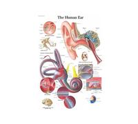 Supkan ffiche et Impressions Anatomie Corps Humain Colonne vertébrale médicale Articulation du Genou Pied Peinture Art Mur Photos for Salon décor à la Maison(04,20x30 inch No Frame)