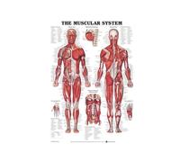 Supkan ffiche et Impressions Anatomie Corps Humain Colonne vertébrale médicale Articulation du Genou Pied Peinture Art Mur Photos for Salon décor à la Maison(01,24x36 inch No Frame)