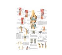 Supkan ffiche et imprimés Anatomy Body Human Medical Spinal Colonne Knee Joint Foot Painting Art Wall Pictures for Living Room Home Decor(06,15x20 CM No Frame)