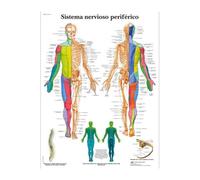 Supkan ffiche Imprime Analyse du Corps Humain Acupuncture Science médecine Mur Art Photos Toile Peinture for Salon Maison Chambre décoration(5,13X18cm Unframed)