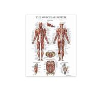 Supkan ffiche Murale d'anatomie Humaine Impression de Squelette Muscle Medical Education Canvas Peinture HD Imprimer des Images décoration Maison Moderne(WY017-1,60X90cm Unframed)