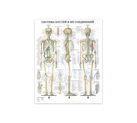 Supkan ffiche Murale d'anatomie Humaine Impression de Squelette Muscle Medical Education Canvas Peinture HD Imprimer des Images décoration Maison Moderne(WY017-2,80x120cm Unframed)