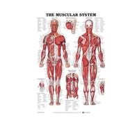 Supkan natomie Corps Humain Médical Colonne Vertébrale Genou Articulation Pied Affiche Et Gravures Peinture Art Mur Photos for Salon Décor À La Maison(01,30x42 CM No Frame)