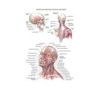 Supkan natomie Corps Humain Médical Colonne Vertébrale Genou Articulation Pied Affiche Et Gravures Peinture Art Mur Photos for Salon Décor À La Maison(08,24x36 inch No Frame)