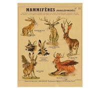 Supkan natomie de la sirène Affiche Oiseau créatures curieuses Papier Kraft Imprime Vintage Maison Chambre café Bar Art décoration Murale Peinture esthétique(19,A3 16.5x11.8inch)