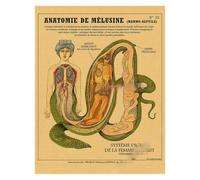 Supkan natomie de la sirène Affiche Oiseau créatures curieuses Papier Kraft Imprime Vintage Maison Chambre café Bar Art décoration Murale Peinture esthétique(12,A4 8.3x11.8inch)