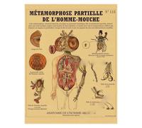 Supkan natomie de la sirène Affiche Oiseau créatures curieuses Papier Kraft Imprime Vintage Maison Chambre café Bar Art décoration Murale Peinture esthétique(6,A3 16.5x11.8inch)