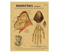 Supkan natomie de la sirène Affiche Oiseau créatures curieuses Papier Kraft Imprime Vintage Maison Chambre café Bar Art décoration Murale Peinture esthétique(2,A3 16.5x11.8inch)