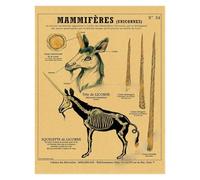 Supkan natomie de la sirène Affiche Oiseau créatures curieuses Papier Kraft Imprime Vintage Maison Chambre café Bar Art décoration Murale Peinture esthétique(10,A3 16.5x11.8inch)