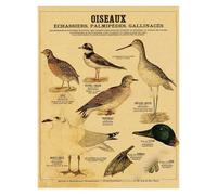 Supkan natomie de la sirène Affiche Oiseau créatures curieuses Papier Kraft Imprime Vintage Maison Chambre café Bar Art décoration Murale Peinture esthétique(8,A4 8.3x11.8inch)