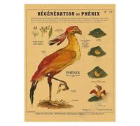 Supkan natomie de la sirène Affiche Oiseau créatures curieuses Papier Kraft Imprime Vintage Maison Chambre café Bar Art décoration Murale Peinture esthétique(7,A3 16.5x11.8inch)