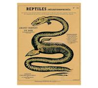 Supkan natomie de la sirène Affiche Oiseau créatures curieuses Papier Kraft Imprime Vintage Maison Chambre café Bar Art décoration Murale Peinture esthétique(14,A4 8.3x11.8inch)