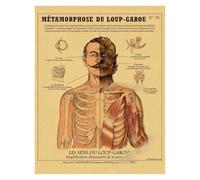 Supkan natomie de la sirène Affiche Oiseau créatures curieuses Papier Kraft Imprime Vintage Maison Chambre café Bar Art décoration Murale Peinture esthétique(4,A4 8.3x11.8inch)