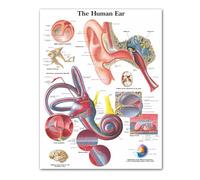Supkan natomie de l'oreille Humaine Cartes anatomiques Affiches HD Imprime Toile Peinture Mur Art Photos éducation médicale Bureau Maison Chambre décor(30x40cm No Frame)