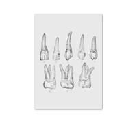 Supkan natomie Dentaire orthodontiste médecine orale molaire Mur Art Toile Peinture Nordique Affiche et Imprime des Images for la décoration de Salle Clinique(3,60x80 cm No Frame)