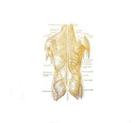 Supkan natomie du Corps Humain Physiothérapie Impression - Cadeau de thérapie Massage Art l'anatomie Humaine Gym Wall Affiche d'anatomie(2,21X30CM No Frame)