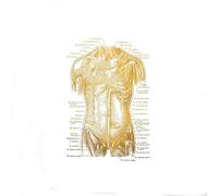 Supkan natomie du Corps Humain Physiothérapie Impression - Cadeau de thérapie Massage Art l'anatomie Humaine Gym Wall Affiche d'anatomie(1,20X25CM No Frame)