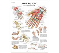 Supkan natomie et physiologie la Structure du Corps Affiche Affiches personnalisées Auto-adhésif Maison Salle médicale décor Squelette Art Autocollant Mural(7)