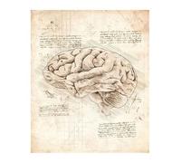 Supkan natomie et physiologie la Structure du Corps Affiche rétro Chambre décor médical Art Mur Bar café Maison Toile Peinture(17,30x42cmA3 No Frame)