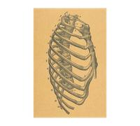 Supkan natomie et physiologie la Structure du Corps Affiche Squelette rétro Papier Kraft Autocollant Vintage Chambre décor médical Art Mur(1)