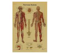 Supkan natomie et physiologie la Structure du Corps Squelette Impression médicale Affiche Peinture Papier Kraft Vintage Salon Maison décoration Murale(18,30x42cm)