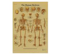 Supkan natomie et physiologie la Structure du Corps Squelette Impression médicale Affiche Peinture Papier Kraft Vintage Salon Maison décoration Murale(2,21x30cm)
