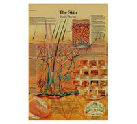 Supkan natomie et physiologie la Structure du Corps Squelette Impression médicale Affiche Peinture Papier Kraft Vintage Salon Maison décoration Murale(1,21x30cm)