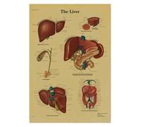 Supkan natomie et physiologie la Structure du Corps Squelette Impression médicale Affiche Peinture Papier Kraft Vintage Salon Maison décoration Murale(14,21x30cm)