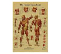 Supkan natomie et physiologie la Structure du Corps Squelette Impression médicale Affiche Peinture Papier Kraft Vintage Salon Maison décoration Murale(3,21x30cm)